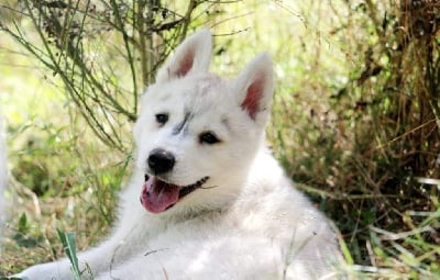 Les chiots de Siberian Husky