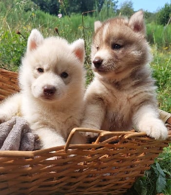 Les chiots de Siberian Husky