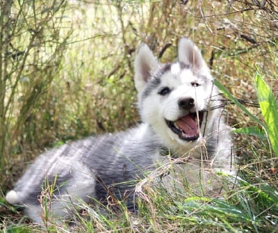 Les chiots de Siberian Husky