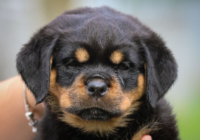 Les chiots de Rottweiler