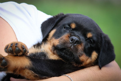 Les chiots de Rottweiler