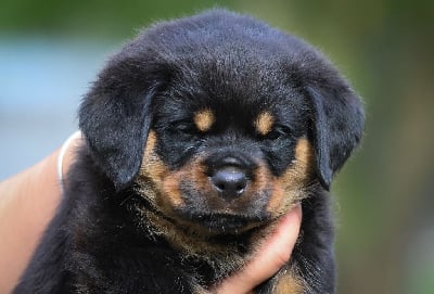 Les chiots de Rottweiler