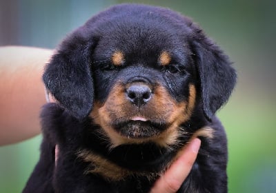 Les chiots de Rottweiler