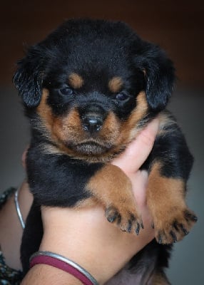 Les chiots de Rottweiler