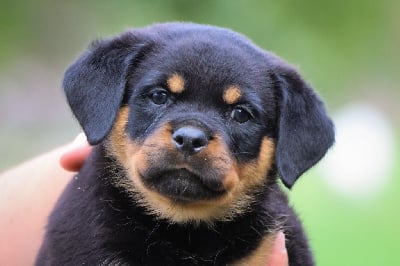 Les chiots de Rottweiler