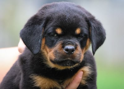 Les chiots de Rottweiler