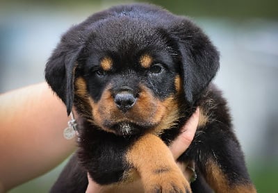 Les chiots de Rottweiler