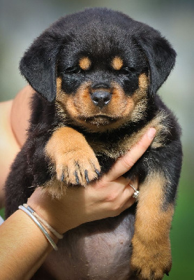 Les chiots de Rottweiler