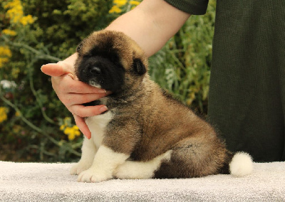 Les chiots de Akita americain