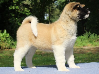 Les chiots de Akita americain