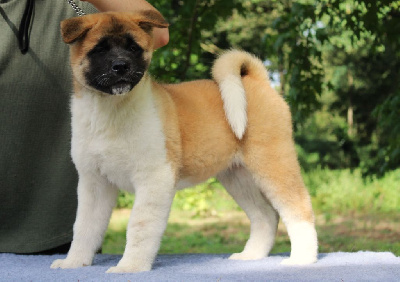 Les chiots de Akita americain