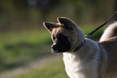 Les chiots de Akita americain