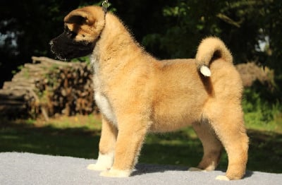 Femelle 2 - Akita americain