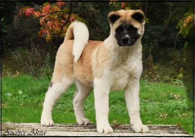 Les chiots de Akita americain