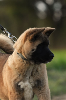 Les chiots de Akita americain