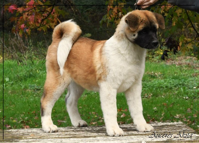 Femelle 3 - Akita americain