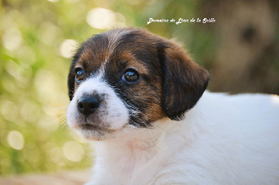 Les chiots de Jack Russell Terrier