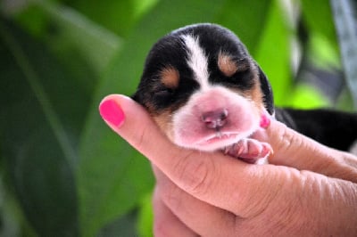 Les chiots de Basset Hound