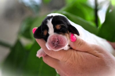 Les chiots de Basset Hound