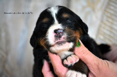 Les chiots de Bouvier Bernois