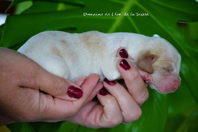 VANINA DU DOMAINE DE LEON DE LA SEILLE - Basset Hound