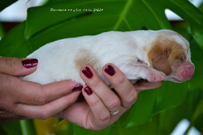 VILLANELLE DU DOMAINE DE LEON DE LA SEILLE - Basset Hound