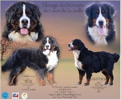 Les chiots de Bouvier Bernois