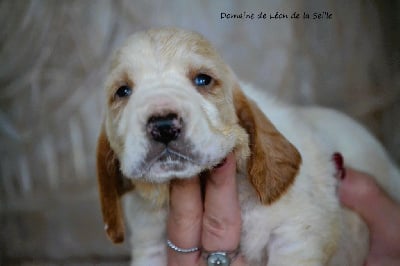 Les chiots de Basset Hound