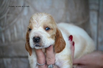 Les chiots de Basset Hound