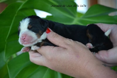 CHIOT - Bouvier Bernois