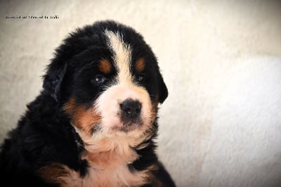 Les chiots de Bouvier Bernois