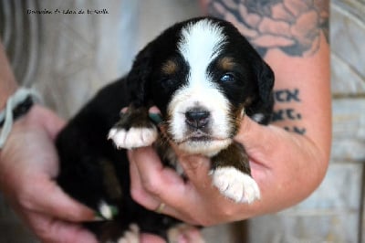 Les chiots de Bouvier Bernois