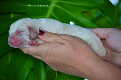 VIRA DU DOMAINE DE LEON DE LA SEILLE - Basset Hound