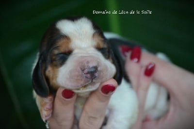 Les chiots de Basset Hound