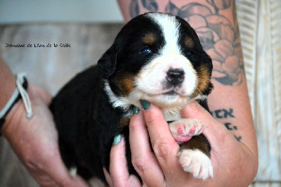 Les chiots de Bouvier Bernois