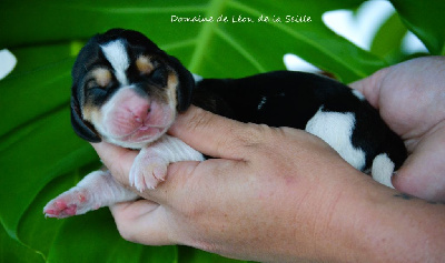 VIVA LA VIDA DU DOMAINE DE LEON DE LA SEILLE - Basset Hound