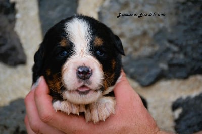 Les chiots de Bouvier Bernois