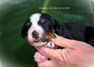 Les chiots de Bouvier Bernois