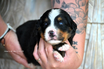 Les chiots de Bouvier Bernois