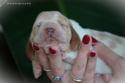 Les chiots de Basset Hound