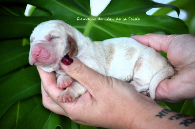 VIVE LE VENT DU DOMAINE DE LEON DE LA SEILLE - Basset Hound