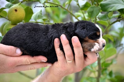 Les chiots de Bouvier Bernois