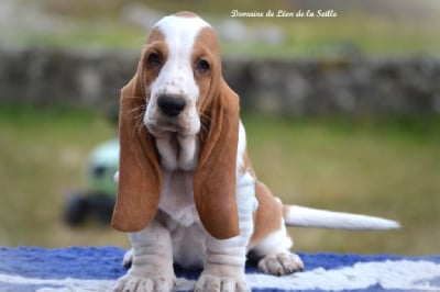 Les chiots de Basset Hound