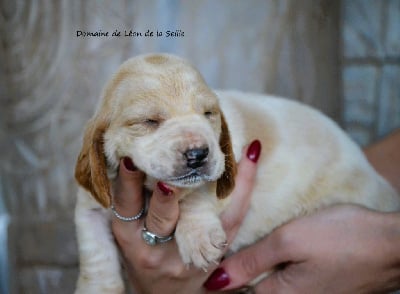 Les chiots de Basset Hound