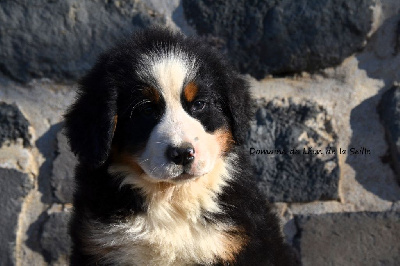 Les chiots de Bouvier Bernois