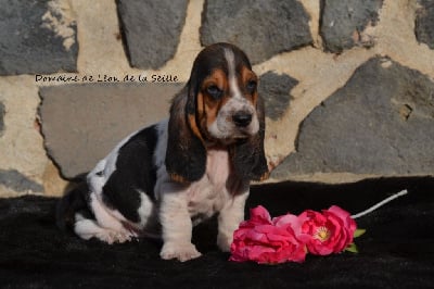 Les chiots de Basset Hound