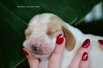 Les chiots de Basset Hound