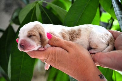 Les chiots de Basset Hound