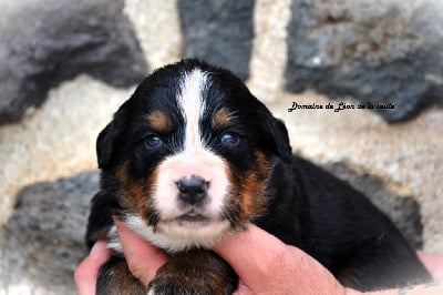 Les chiots de Bouvier Bernois