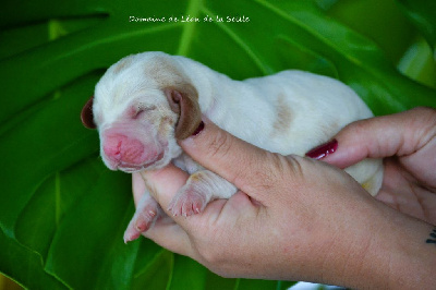 VIVO PER LEI DU DOMAINE DE LEON DE LA SEILLE - Basset Hound